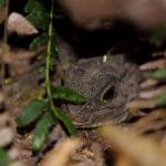 Juvenile tuatara (Hauturu / Little Barrier Island). <a href="https://www.instagram.com/tim.harker.nz/?hl=en">© Tim Harker</a>