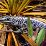 Scree skink (Ida Range, Otago). <a href="https://www.flickr.com/photos/151723530@N05/page3">© Carey Knox</a>