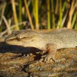 Short-toed gecko (western Otago). <a href="https://www.flickr.com/photos/151723530@N05/page3">© Carey Knox</a>