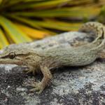 Short-toed gecko (western Otago). <a href="https://www.flickr.com/photos/151723530@N05/page3">© Carey Knox</a>