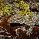 Southern Alps gecko. <a href="https://www.flickr.com/photos/151723530@N05/page3">© Carey Knox</a>