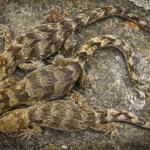 Southern Alps geckos. <a href="https://www.flickr.com/photos/151723530@N05/page3">© Carey Knox</a>