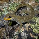 Hura te ao gecko (northern Otago). <a href="https://www.flickr.com/photos/151723530@N05/page3">© Carey Knox</a>