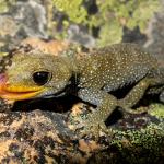 Hura te ao gecko (northern Otago). <a href="https://www.flickr.com/photos/151723530@N05/page3">© Carey Knox</a>