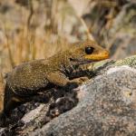 Hura te ao gecko (northern Otago). <a href="https://www.flickr.com/photos/151723530@N05/page3">© Carey Knox</a>