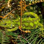 Starred gecko (Nelson Lakes) <a href="https://www.flickr.com/photos/rocknvole/">© Tony Jewell</a> 