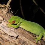 Starred gecko (Farewell Spit, Tasman). <a href="https://www.flickr.com/photos/151723530@N05/page3">© Carey Knox</a>