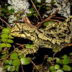 Tautuku gecko (Catlins, Southland). <a href="https://www.flickr.com/photos/151723530@N05/page3">© Carey Knox</a>