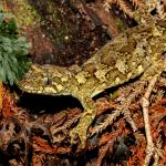 Tautuku gecko (Catlins, Southland). <a href="https://www.flickr.com/photos/151723530@N05/page3">© Carey Knox</a>