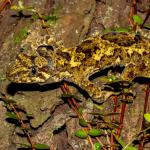 Tautuku gecko (Catlins, Southland). <a href="https://www.flickr.com/photos/151723530@N05/page3">© Carey Knox</a>