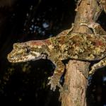 Tautuku gecko (Catlins, Southland). <a href="https://www.flickr.com/photos/151723530@N05/page3">© Carey Knox</a>