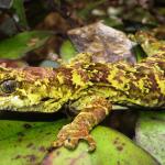 Tautuku gecko (Catlins, Southland). <a href="https://www.flickr.com/photos/151723530@N05/page3">© Carey Knox</a>