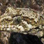 Tautuku gecko (Catlins, Southland). <a href="https://www.flickr.com/photos/151723530@N05/page3">© Carey Knox</a>