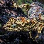 Tautuku gecko (Catlins, Southland). <a href="https://www.flickr.com/photos/151723530@N05/page3">© Carey Knox</a>