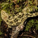 Tautuku gecko (Catlins, Southland). <a href="https://www.flickr.com/photos/151723530@N05/page3">© Carey Knox</a>