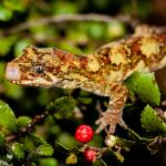 Tautuku gecko (Catlins, Southland). <a href="https://www.flickr.com/photos/151723530@N05/page3">© Carey Knox</a>