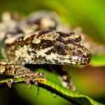 Tautuku gecko (Catlins, Southland). <a href="https://www.flickr.com/photos/151723530@N05/page3">© Carey Knox</a>