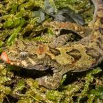 Tautuku gecko (Catlins, Southland). <a href="https://www.flickr.com/photos/151723530@N05/page3">© Carey Knox</a>