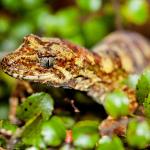 Tautuku gecko (Catlins, Southland). <a href="https://www.flickr.com/photos/151723530@N05/page3">© Carey Knox</a>