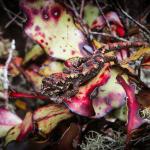 Tautuku gecko (Catlins, Southland). <a href="https://www.flickr.com/photos/151723530@N05/page3">© Carey Knox</a>