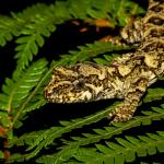 Tautuku gecko (Catlins, Southland). <a href="https://www.flickr.com/photos/151723530@N05/page3">© Carey Knox</a>