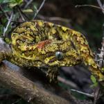 Tautuku gecko (Catlins, Southland). <a href="https://www.flickr.com/photos/151723530@N05/page3">© Carey Knox</a>