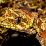 Tautuku gecko (Catlins, Southland). <a href="https://www.flickr.com/photos/151723530@N05/page3">© Carey Knox</a>