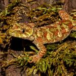 Tautuku gecko (Catlins, Southland). <a href="https://www.flickr.com/photos/151723530@N05/page3">© Carey Knox</a>