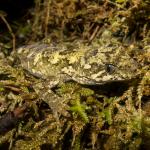 Tautuku gecko (Catlins, Southland). <a href="https://www.flickr.com/photos/151723530@N05/page3">© Carey Knox</a>