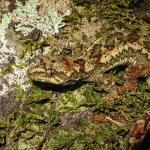 Tautuku gecko (Catlins, Southland). <a href="https://www.flickr.com/photos/151723530@N05/page3">© Carey Knox</a>