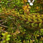 Harlequin gecko (southern Stewart Island). <a href="https://www.flickr.com/photos/rocknvole/">© Tony Jewell</a>