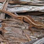 Northern striped gecko on Kanuka bark (Coromandel Peninsula). <a href="https://www.flickr.com/photos/59233957@N08/">© Phil Melgren</a>