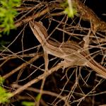 A northern striped gecko moving through manuka (Coromandel Peninsula). <a href="https://zoom-ology.com/">© Tom Miles</a>