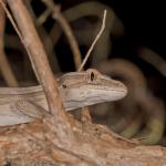 A northern striped gecko rests on a branch (Coromandel Peninsula). <a href="https://zoom-ology.com/">© Tom Miles</a>