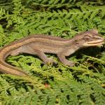 Southern striped gecko in fernland habitat (Te Pākeka / Maud Island, Marlborough Sounds). <a href="https://www.instagram.com/nickharker.nz/">© Nick Harker</a>