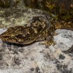 Waitaha gecko (Canterbury). <a href="https://www.flickr.com/photos/151723530@N05/page3">© Carey Knox</a>