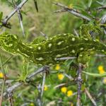 West Coast green gecko (Lewis Pass, Canterbury). <a href="https://www.flickr.com/photos/151723530@N05/page3">© Carey Knox</a>