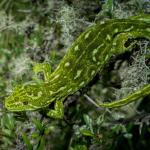 West Coast green gecko (Lewis Pass, Canterbury). <a href="https://www.flickr.com/photos/151723530@N05/page3">© Carey Knox</a>