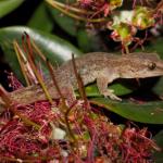 Raukawa gecko in flowering Pohutukawa (Inner Hauraki Gulf, Auckland). <a href="https://www.instagram.com/nickharker.nz/">© Nick Harker</a>