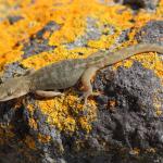 Raukawa gecko on lichen covered boulder (Inner Hauraki Gulf, Auckland). <a href="https://www.instagram.com/nickharker.nz/">© Nick Harker</a>