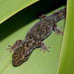 Waitaha gecko (Banks Peninsula, Canterbury). <a href="https://www.flickr.com/photos/rocknvole/">© Tony Jewell</a> 