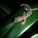 Raukawa gecko on Flax (Coromandel). © Chris Wedding