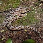 Raukawa gecko on rock pile (Moutohorā / Whale Island, Bay of Plenty). <a href="https://www.instagram.com/nickharker.nz/">© Nick Harker</a>