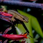 Goldstripe gecko on flax flower (Taranaki). <a href="https://www.flickr.com/photos/59233957@N08/">© Phil Melgren</a>