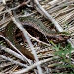 Oligosoma chloronoton (Southland). © Chris Wedding