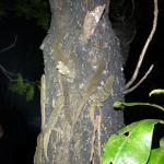 Raukawa geckos feeding on honeydew from scale insects (Mercury Islands, Coromandel). © Chris Wedding