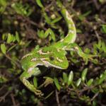 Jewelled gecko in Coprosma propinqua (Otago Peninsula). <a href="https://www.instagram.com/nickharker.nz/">© Nick Harker</a>