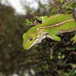 Jewelled gecko in Coprosma propinqua (Otago Peninsula). <a href="https://www.instagram.com/nickharker.nz/">© Nick Harker</a>