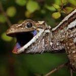 Jewelled gecko male in Coprosma rhamnoides (Banks Peninsula, Canterbury). <a href="https://www.instagram.com/nickharker.nz/">© Nick Harker</a>
