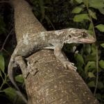 Northern Duvaucel's gecko <a href="https://dylanvanwinkel.wordpress.com/photo-galleries/reptiles/">Dylan van Winkel</a>